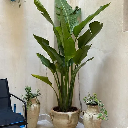 Fresh Trapani